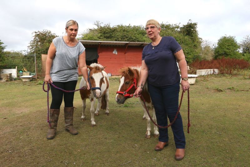 Other image for Ponies hurt in suspected dog attack